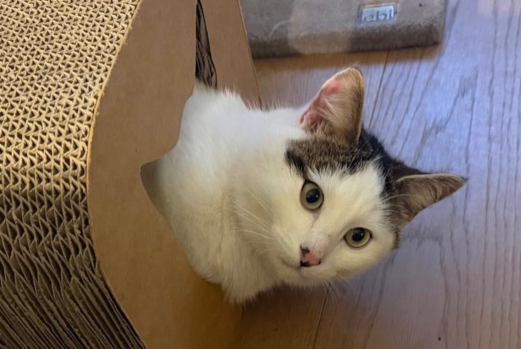 Vermisstmeldung Katze Männliche , 1 jahre Choulex Schweiz