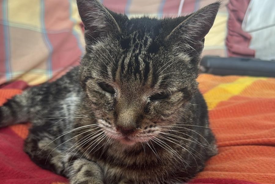 Discovery alert Cat Unknown Carouge Switzerland