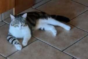 Disappearance alert Cat miscegenation Male , 4 years Nendaz Switzerland