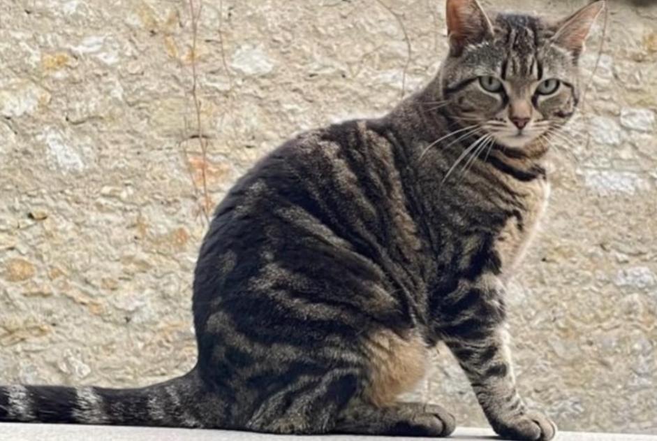 Alerte Disparition Chat croisement Mâle , 6 ans Neuchâtel Suisse Alerte Disparition Chat croisement Mâle , 6 ans Neuchâtel Suisse