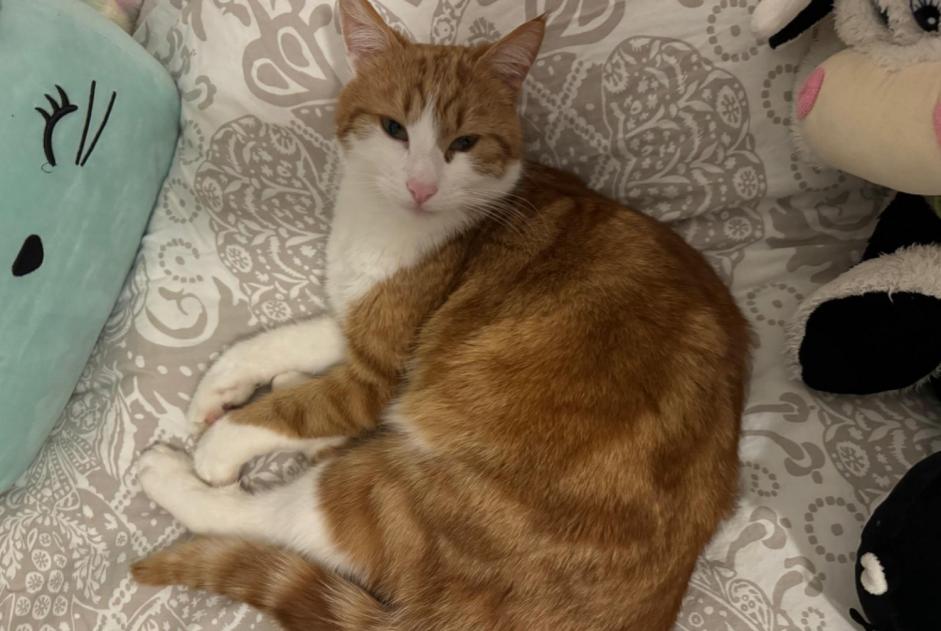 Alerte Disparition Chat Mâle , 4 ans Hautemorges Suisse Alerte Disparition Chat Mâle , 4 ans Hautemorges Suisse