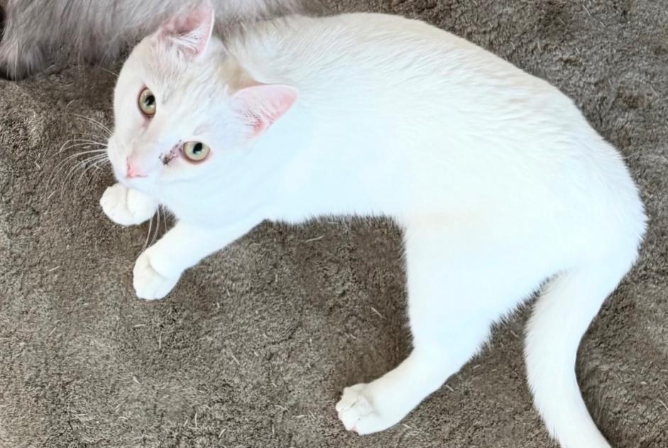 Alerte Disparition Chat croisement Mâle , 2026 ans Tannay Suisse