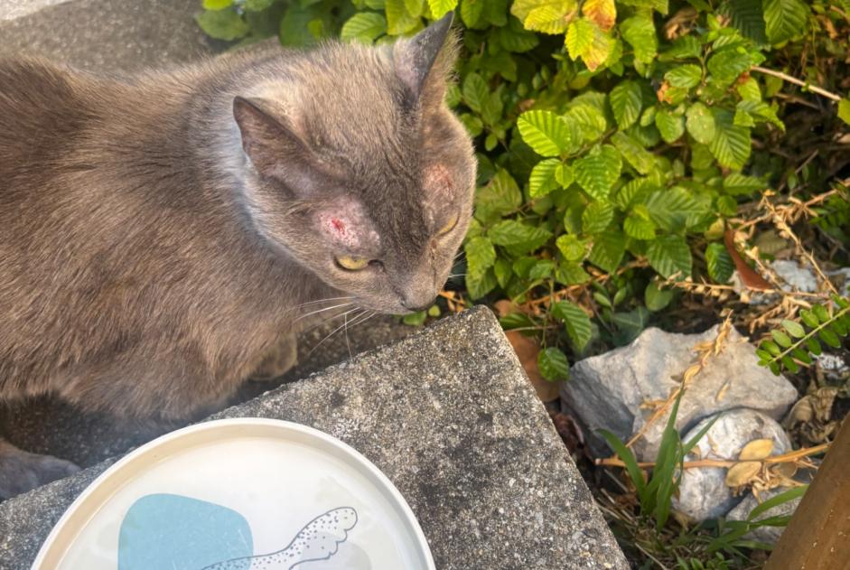 Alerte Découverte Chat Inconnu Blonay - Saint-Légier Suisse