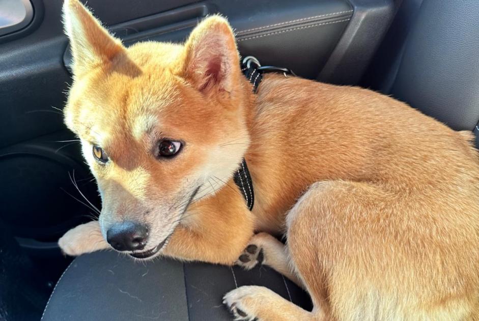 Alerte Disparition Chien Mâle , 1 ans Genève Suisse Alerte Disparition Chien Mâle , 1 ans Genève Suisse